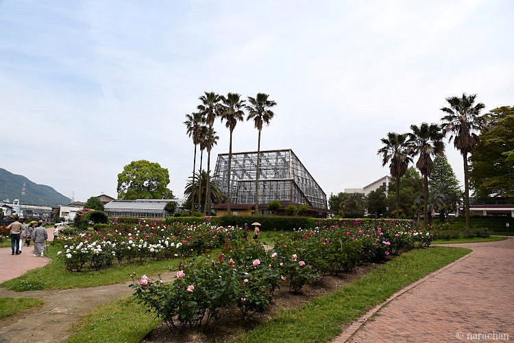 薔薇 At 北九州市立総合農事センター Narachan