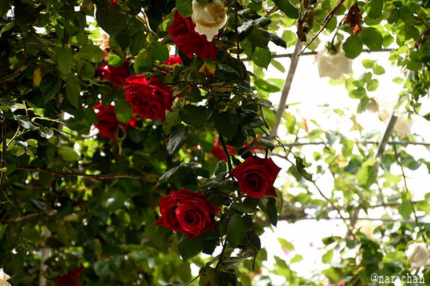 D72_0503.JPG