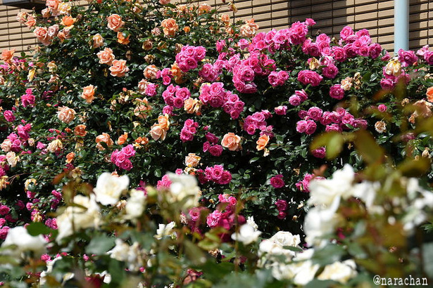 D72_0570.JPG
