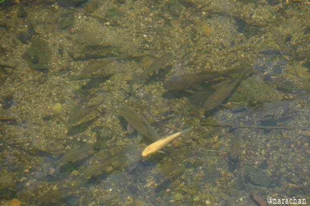 D72_1053.JPG