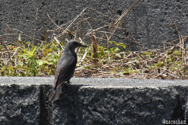 D72_1061.JPG