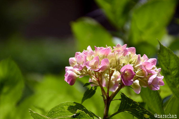 D72_1107.JPG