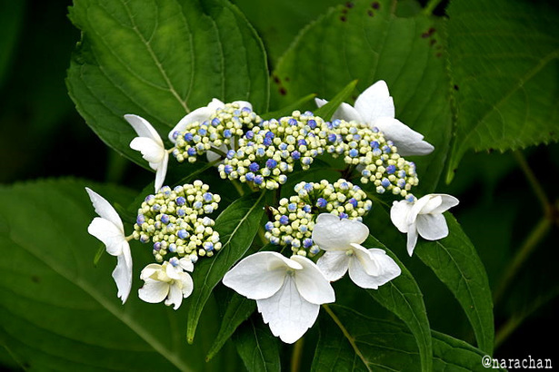 D72_1120.JPG