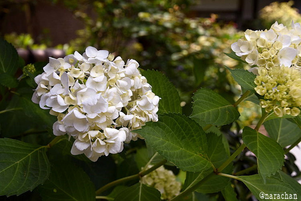 D72_1129.JPG