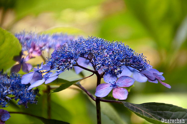 D72_1134.JPG