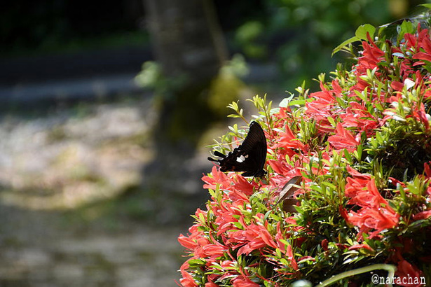 D72_1160.JPG