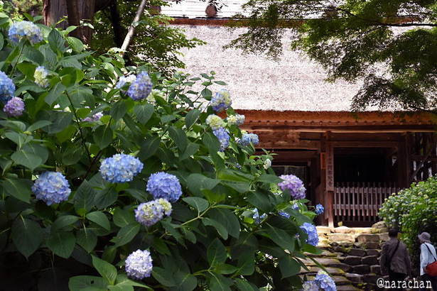 D72_1229.JPG