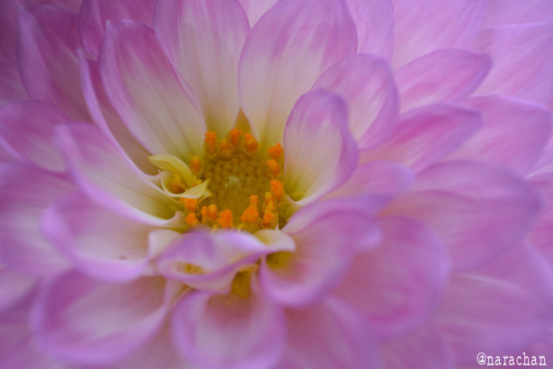 D72_1557.JPG