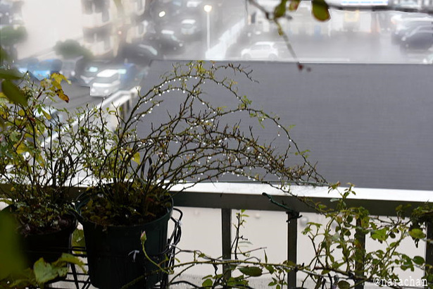 D72_1571.JPG