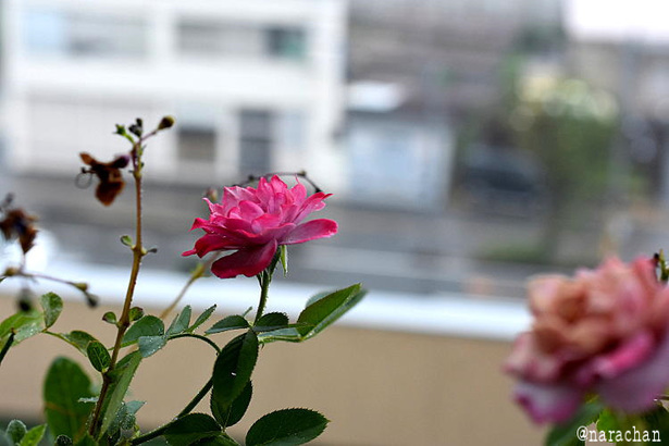 D72_2202.JPG