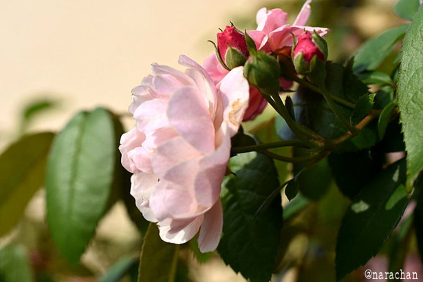 D72_2214.JPG