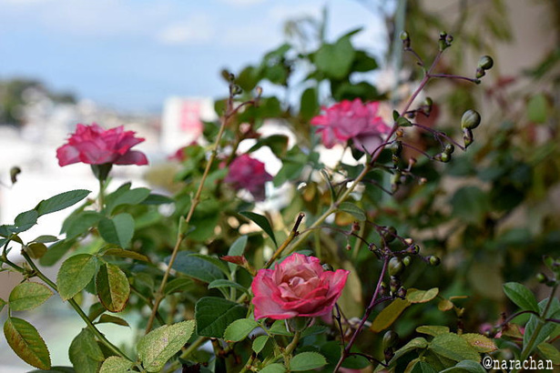 D72_2233.JPG