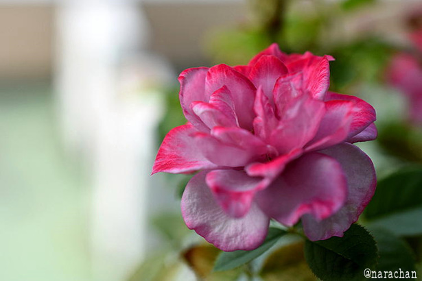 D72_2245.JPG