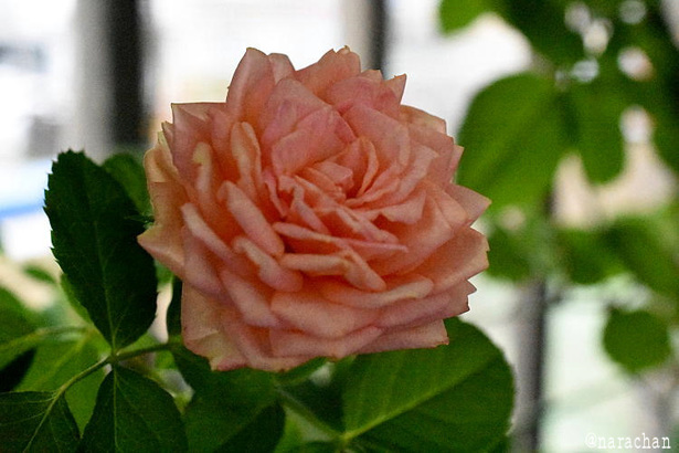 D72_2359.JPG