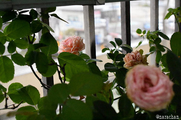 D72_2360.JPG