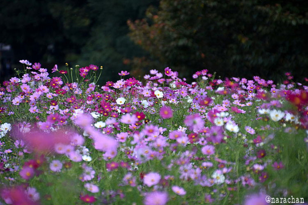 D72_2387.JPG