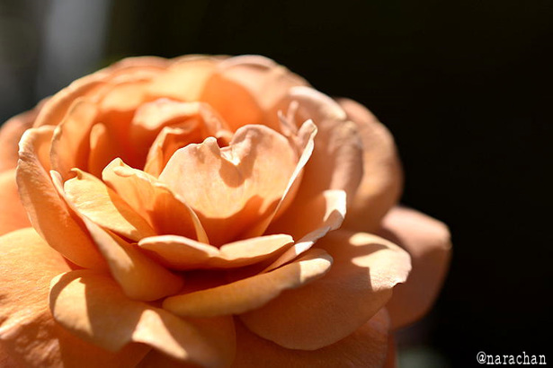 D72_2820.JPG