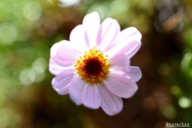 D72_2823.JPG