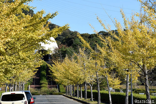 D72_2931.JPG
