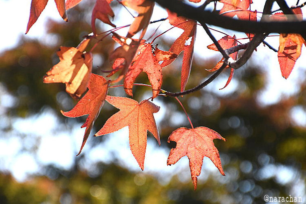 D72_2933.JPG