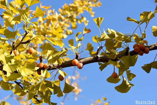 D72_2938.JPG