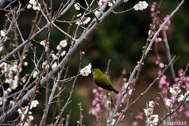 D72_3792.JPG