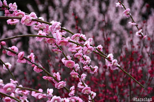 D72_3881.JPG