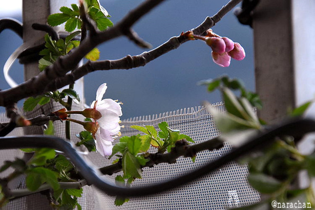 D72_3931.JPG