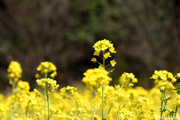 D72_4002.JPG