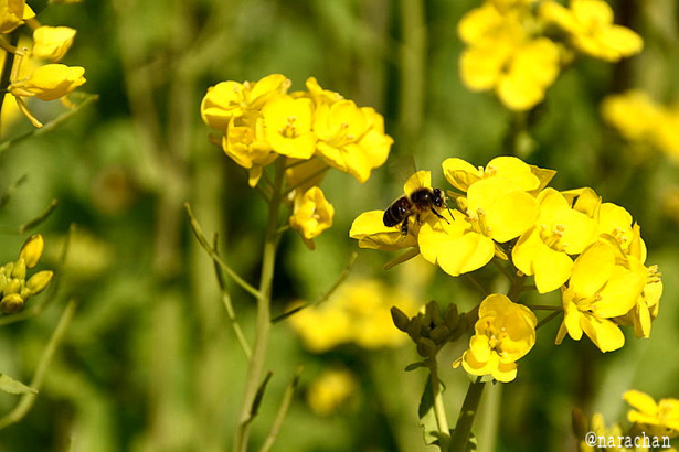 D72_4047.JPG