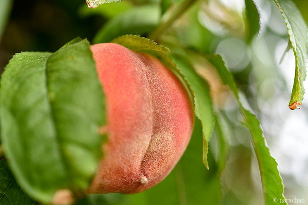 D72_4117.JPG