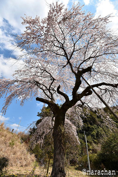 D72_4214.JPG