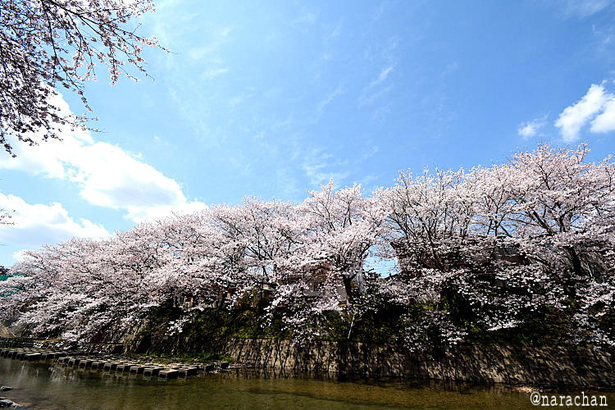 D72_4247.JPG