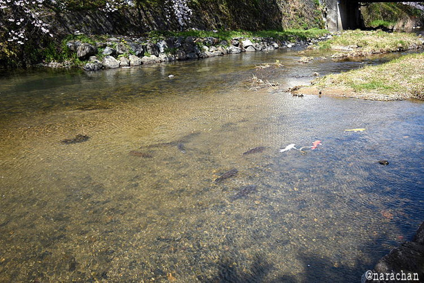 D72_4248.JPG