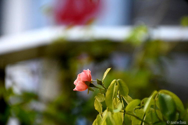 D72_4281.JPG