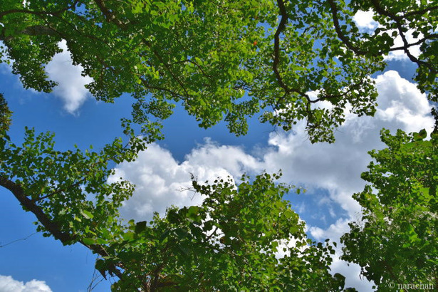 D72_4296.JPG