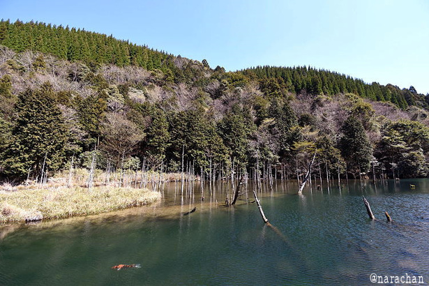D72_4310.JPG