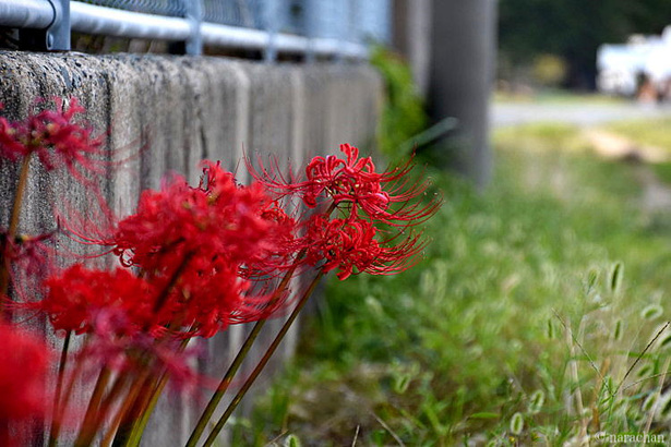 D72_4408.JPG