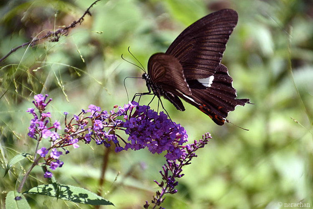 D72_4419.JPG