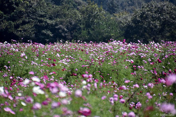 D72_4439.JPG