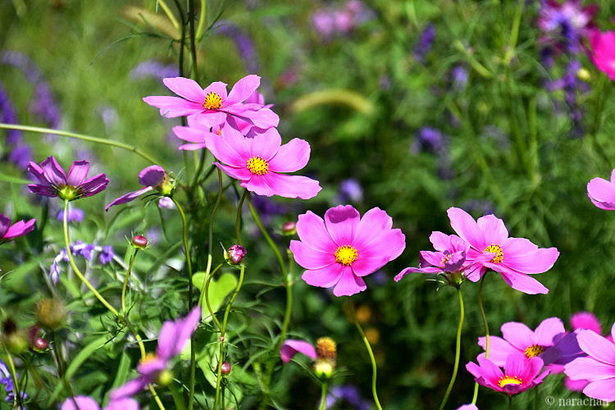 D72_4440.JPG