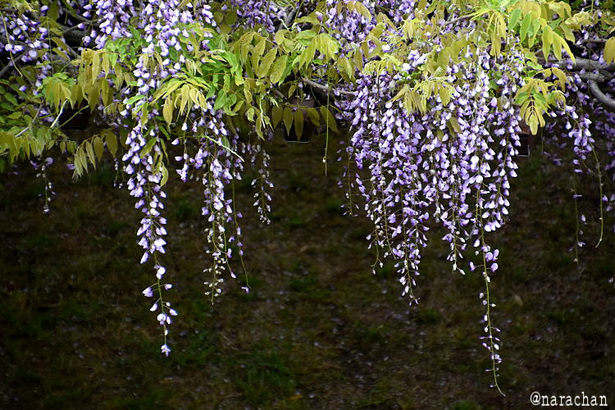 D72_4563.JPG