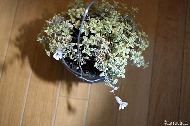 D72_4596.JPG