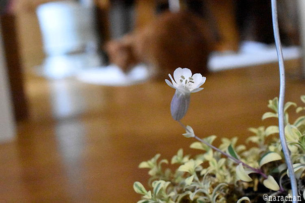 D72_4602.JPG
