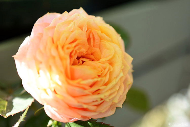 D72_4786.JPG