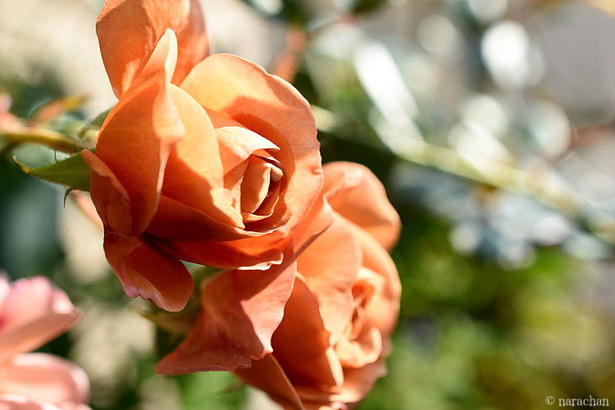 D72_4791.JPG