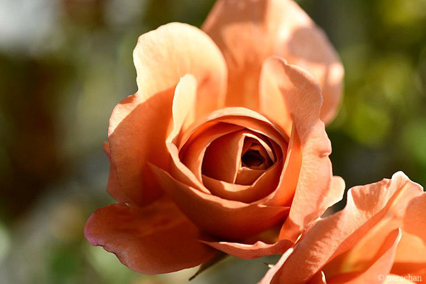 D72_4792.JPG