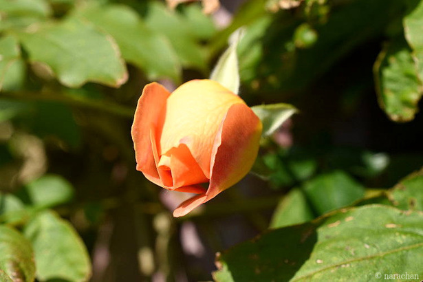 D72_4793.JPG