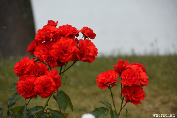 D72_5121.JPG