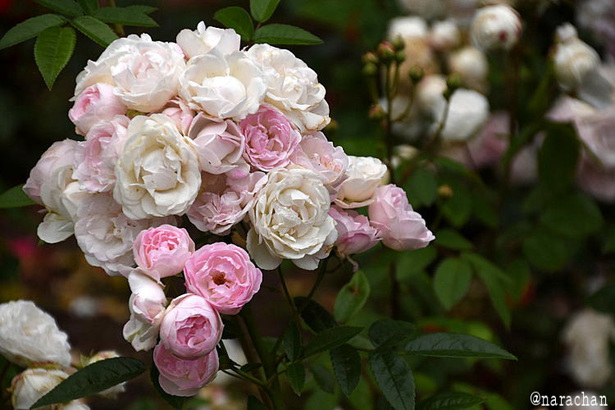 D72_5122.JPG